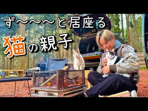 焚き火を求めて現れた猫の親子！結局一緒に寝る事に…【キャンプ】
