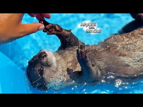 The Morning of the Otters Starts With High Spirits Even Before the Sun Rises [Otter Life Day 932]