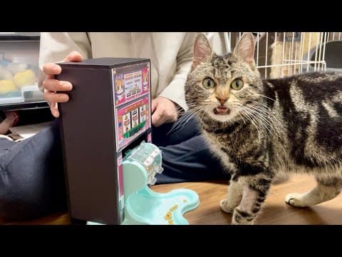餌が出てくるスロットマシーンを猫にプレイさせるとこうなります