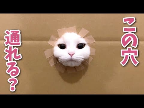 ダンボールの穴が段々小さくなっていったら最後とんでもないことに…！！！【関西弁でしゃべる猫】【猫アテレコ】