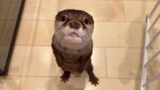 二足歩行でカメラにゆっくり向かってくるカワウソがおもしろ可愛すぎる Otter walking on two legs toward the camera is so funny and cute.