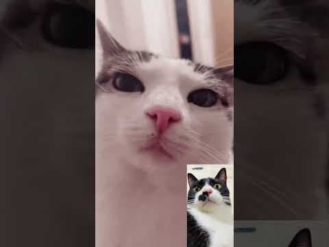 猫同士の電話 #cat #funny #保護猫 #子ネコ #猫動画 #猫のいる暮らし #ねこチャックの日常 #猫好きさんと繋がりたい #猫 #ねこ