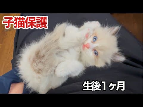 【捨て猫保護】ドブに落ちてたモフモフ子猫を保護しました