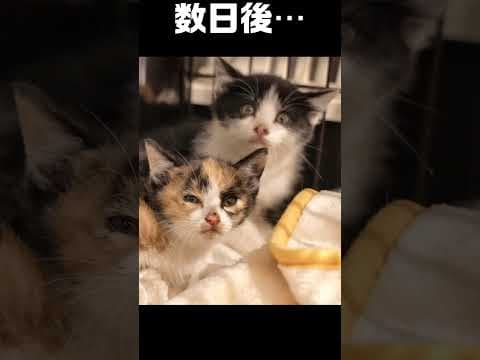 保護した子猫の、どこへ行った君の警戒心　デミちゃんの場合