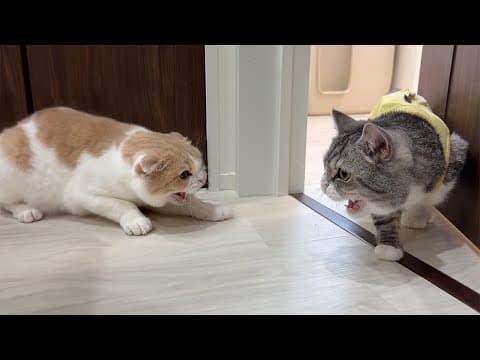 退院したもちと久しぶりに再会したはなちゃんがこうなっちゃいました。。