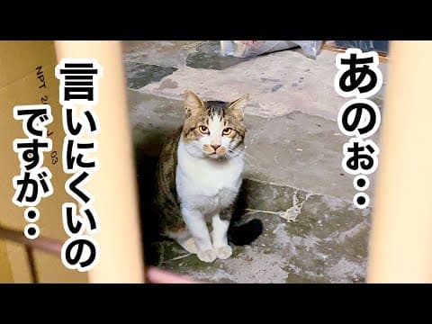 【深夜】窓越しに､困り顔でジーッと 何やら訴えてくる 野良猫