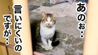 【深夜】窓越しに､困り顔でジーッと 何やら訴えてくる 野良猫