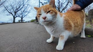 公園のよく喋る猫ちゃんモフられにきた